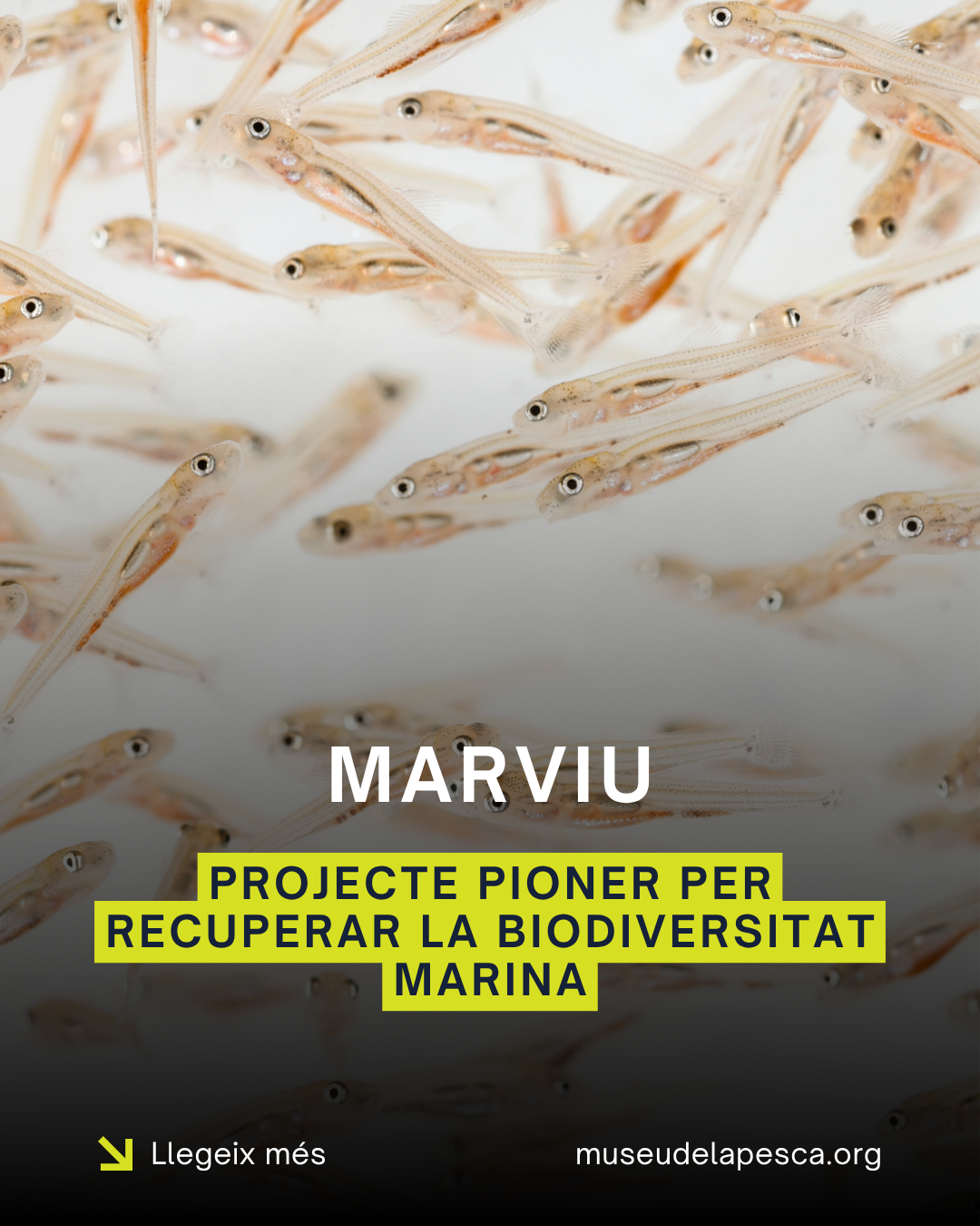 MarViu, el projecte pioner que impulsa el Museu de la Pesca per recuperar la biodiversitat marina. 