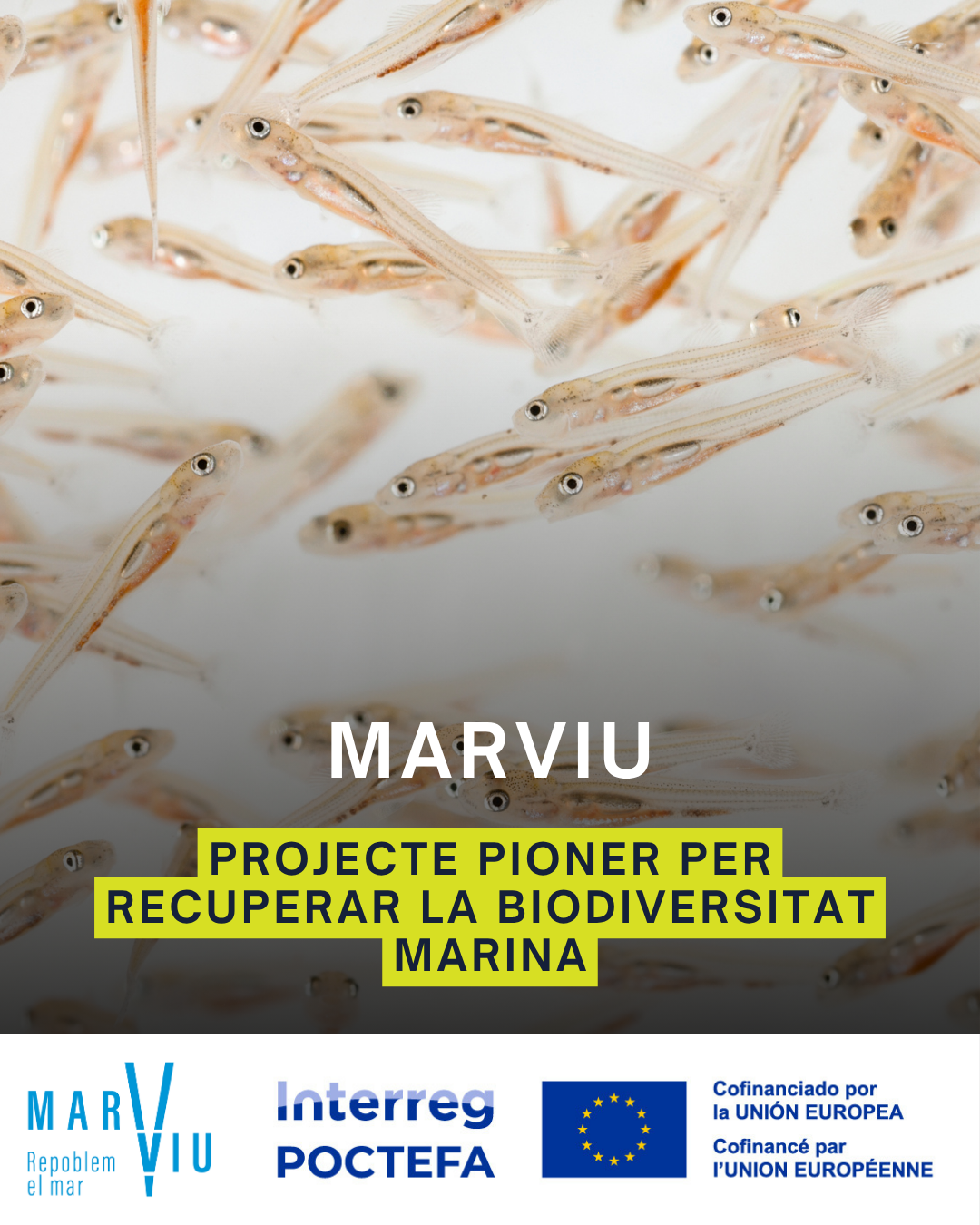MarViu, el projecte pioner que impulsa el Museu de la Pesca per recuperar la biodiversitat marina. 