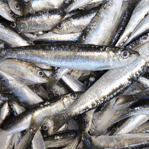 Fundació Promediterrània